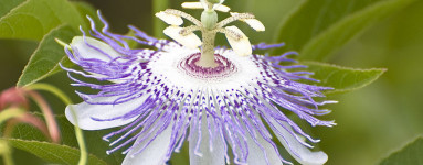 Pasijonka (Passiflora incarnata)